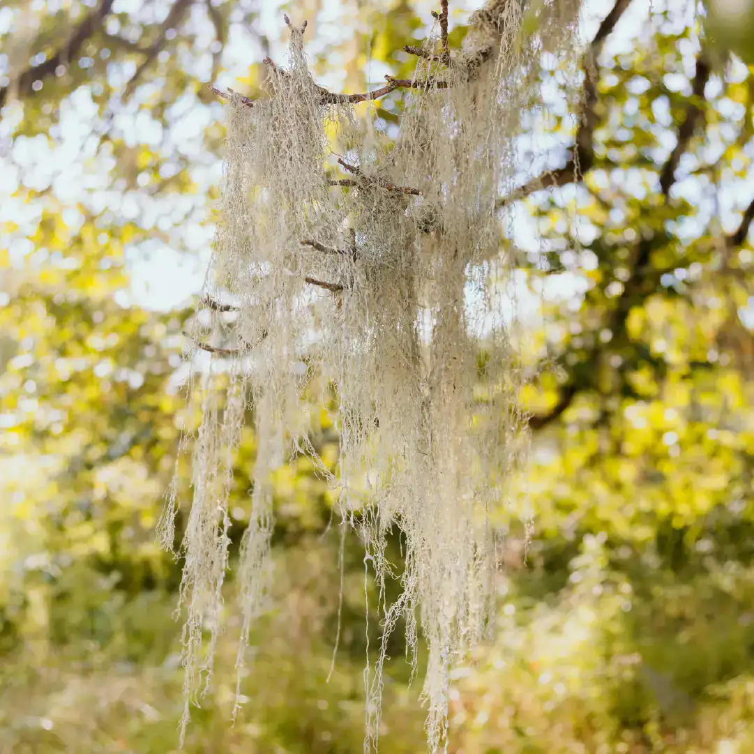 spanish moss hanging from oak trees at orchard grove wedding venue